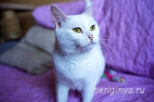 Кошка Марта приют Беригиня