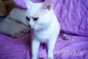 Кошка Марта приют Беригиня