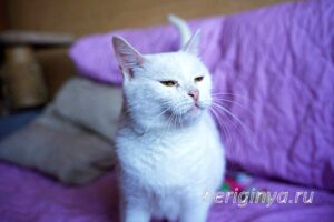 Кошка Марта приют Беригиня