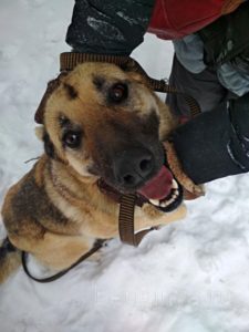 Собака Марта