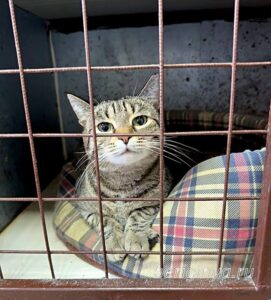 Кошка Маша приют Беригиня