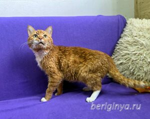 Кошка Микки Рурк приют Беригиня
