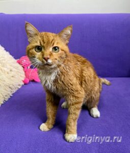 Кошка Микки Рурк приют Беригиня