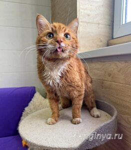 Кошка Микки Рурк приют Беригиня