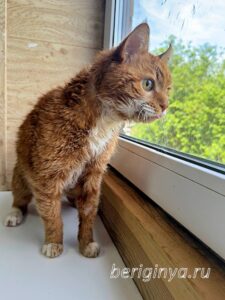 Кошка Микки Рурк приют Беригиня