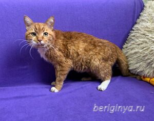 Кошка Микки Рурк приют Беригиня