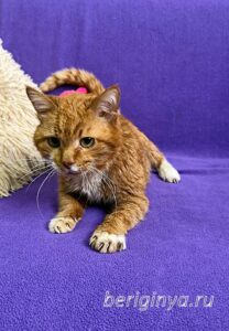 Кошка Микки Рурк приют Беригиня
