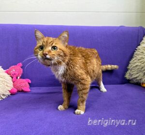 Кошка Микки Рурк приют Беригиня