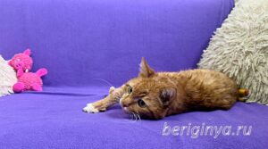 Кошка Микки Рурк приют Беригиня