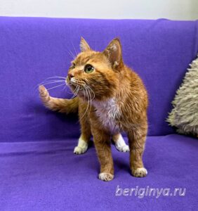 Кошка Микки Рурк приют Беригиня