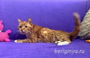Кошка Микки Рурк приют Беригиня