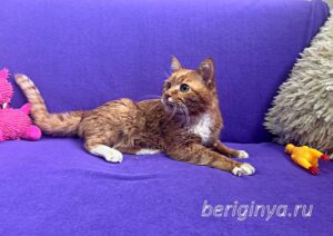 Кошка Микки Рурк приют Беригиня