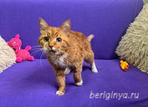 Кошка Микки Рурк приют Беригиня