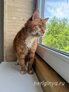 Кошка Микки Рурк приют Беригиня