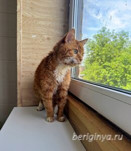 Кошка Микки Рурк приют Беригиня