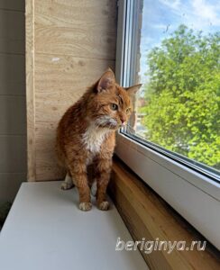 Кошка Микки Рурк приют Беригиня