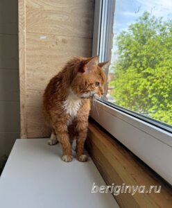 Кошка Микки Рурк приют Беригиня