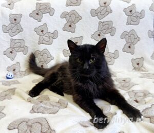 Кошка Мистер Миучи приют Беригиня