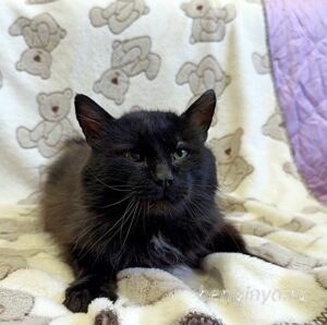 Кошка Мистер Миучи приют Беригиня