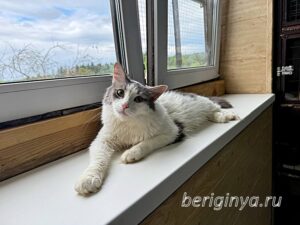 Кошка Морс приют Беригиня