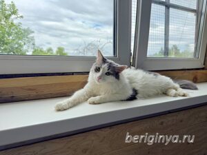 Кошка Морс приют Беригиня