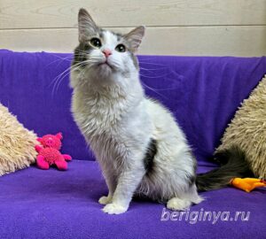 Кошка Морс приют Беригиня