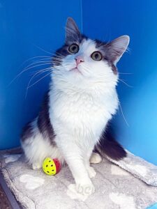 Кошка Морс приют Беригиня