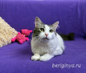 Кошка Морс приют Беригиня