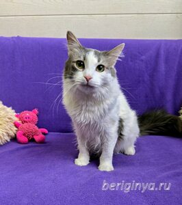 Кошка Морс приют Беригиня