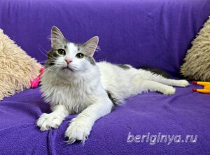 Кошка Морс приют Беригиня
