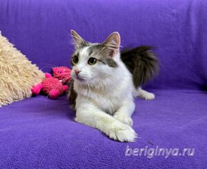 Кошка Морс приют Беригиня