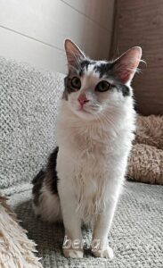 Кошка Морс приют Беригиня