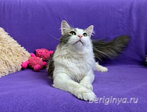 Кошка Морс приют Беригиня