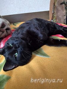 Кот Нарцисс приют Беригиня