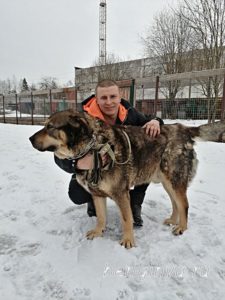 Собака Полкан приют Беригиня