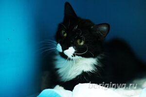 Кошка Наша приют Беригиня
