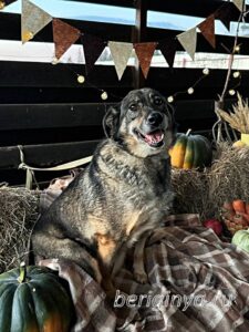 Собака Нева приют Беригиня