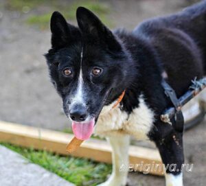 Собака Николь приют Беригиня