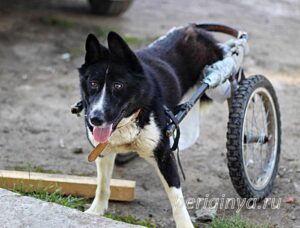 Собака Николь приют Беригиня