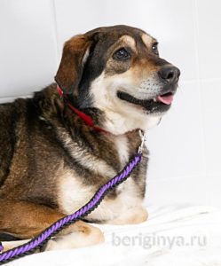 Собака Нора приют Беригиня