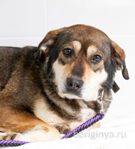 Собака Нора приют Беригиня