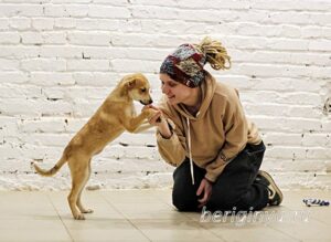 Собака Облепиха приют Беригиня
