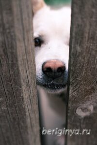 Собака Оскар приют Беригиня