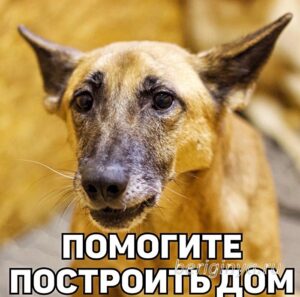 Программа "Дом для особенных животных" - приют Беригиня