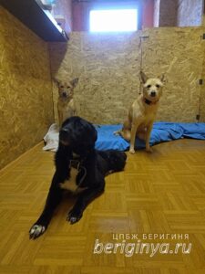 Программа "Дом для особенных животных" - приют Беригиня