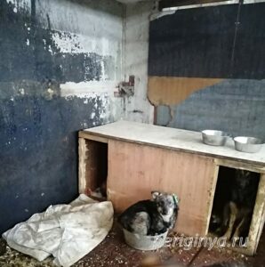 Программа "ОСВВ" - приют Беригиня