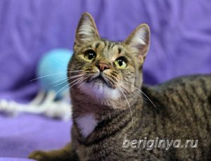 Кошка Охана приют Беригиня