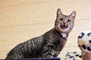 Кошка Охана приют Беригиня