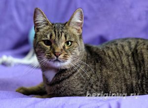 Кошка Охана приют Беригиня