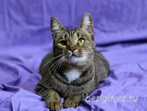 Кошка Охана приют Беригиня